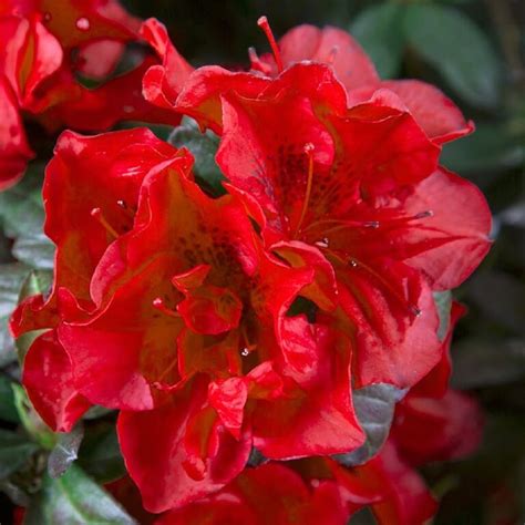 Encore Azalea Red Autumn Bonfire Azalea Flowering Shrub in 1-Gallon Pot 2-Pack. Autumn Bonfire Encore Azalea produces bright red blooms that stand out boldly against the dark green evergreen foliage. These azaleas can bloom up to three times per year - in Spring, Summer, and Fall.